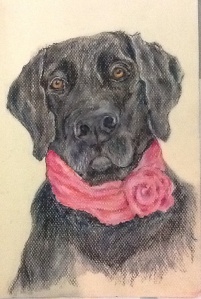 Pet portrait of a very special black Lab named Belle